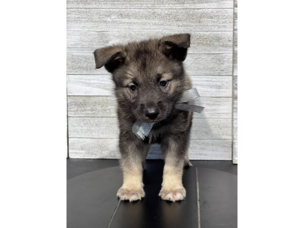 Norwegian Elkhound-Dog-Male-GR AND BLK-5007-Petland Knoxville, Tennessee