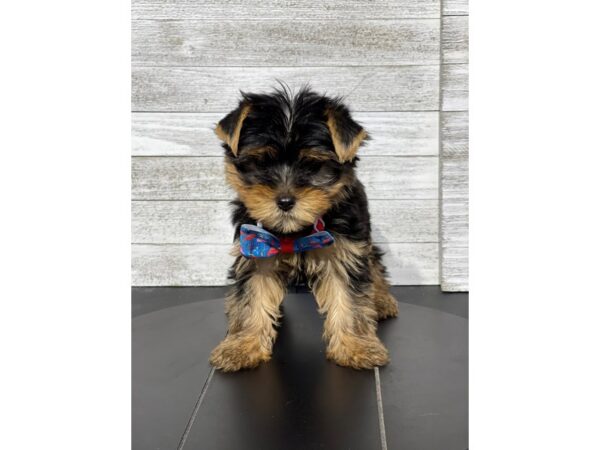 Yorkshire Terrier Dog Male Black / Tan 5002 Petland Knoxville, Tennessee