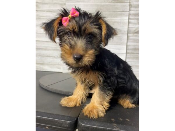Yorkshire Terrier Dog Male Black / Tan 5043 Petland Knoxville, Tennessee
