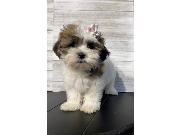 Teddy Bear-Dog-Female-Brindle / White-5035-Petland Knoxville, Tennessee