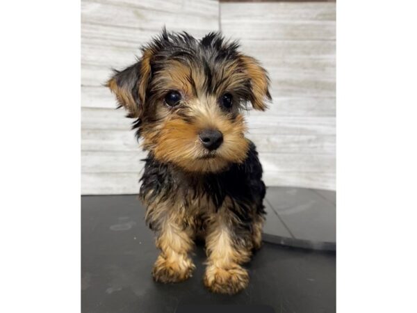 Yorkshire Terrier Dog Female Black / Tan 5042 Petland Knoxville, Tennessee