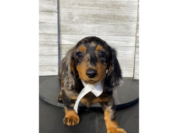Dachshund-Dog-Female-SILVER DPPL-5046-Petland Knoxville, Tennessee