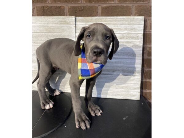 Great Dane Dog Male Blue 5038 Petland Knoxville, Tennessee