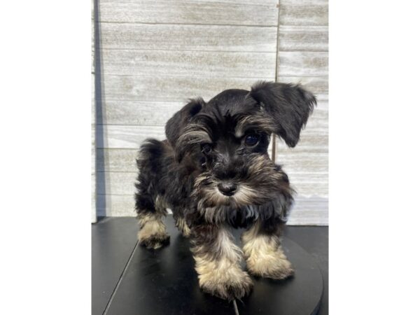 Miniature Schnauzer-Dog-Female-Black-5039-Petland Knoxville, Tennessee