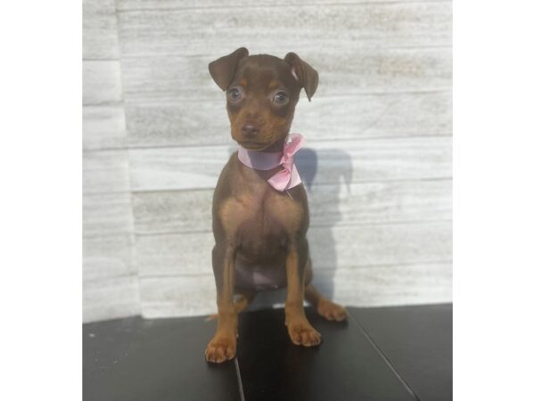 [#4948] Chocolate / Tan Female Miniature Pinscher Puppies for Sale
