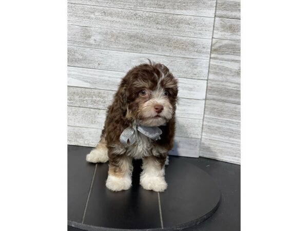 [#4964] Chocolate / Tan Female Havachon Puppies for Sale