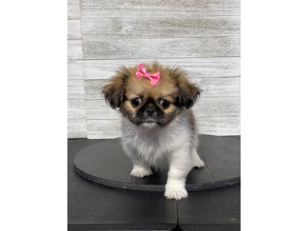 [#4983] sable/white Female Pekingese Puppies for Sale