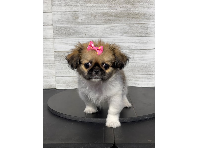 Pekingese Puppies For Sale Petland Knoxville, Tennessee
