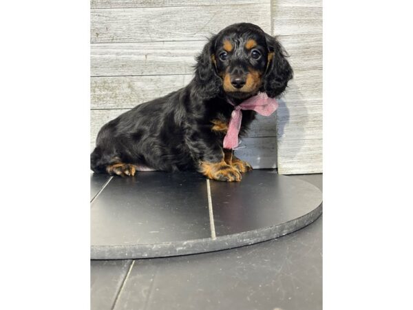 [#5011] Black / Tan Female Dachshund Puppies for Sale