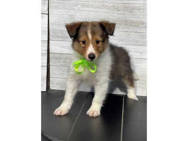 [#5009] Sable / White Male Shetland Sheepdog Puppies for Sale