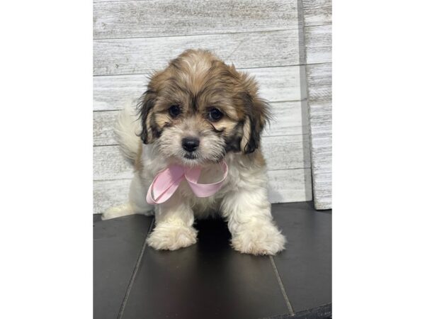 [#5013] BR AND WH Female Teddy Bear Puppies for Sale