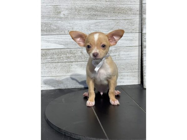 [#5019] Fawn Male Chihuahua Puppies for Sale
