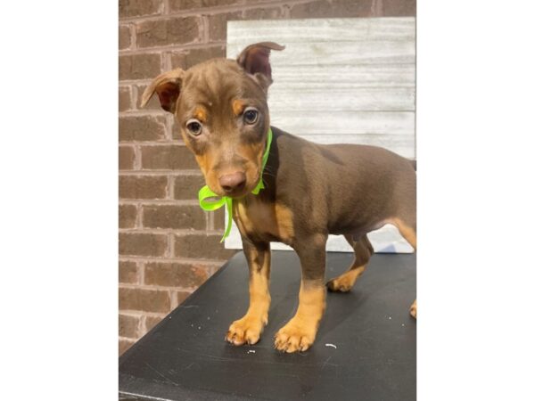 [#5032] BRW AND TN Male Miniature Pinscher Puppies for Sale