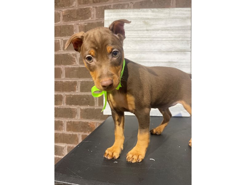 Miniature Pinscher - 5032 Image #1