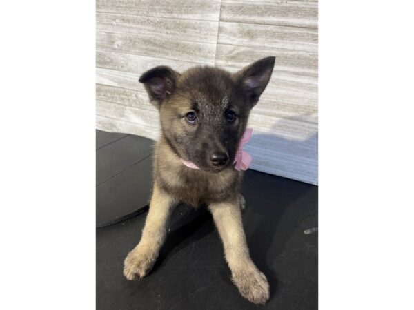 [#5030] GR Female Norwegian Elkhound Puppies for Sale