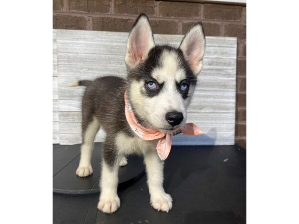 [#5033] BLACK AND WH Female Siberian Husky Puppies for Sale