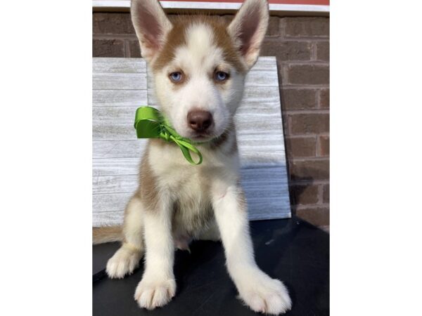 [#5034] RED AND WH Male Siberian Husky Puppies for Sale