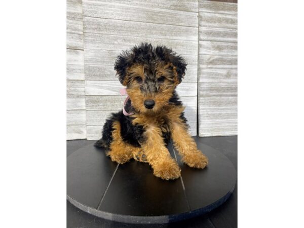 [#5036] Black / Tan Female Welsh Terrier Puppies for Sale