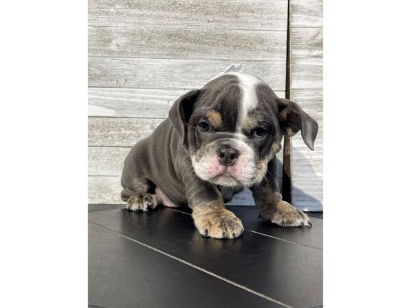 [#5023] Blue White / Tan Female Bulldog Puppies for Sale