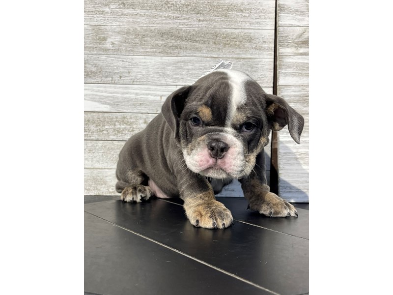Bulldog - 5023 Image #1