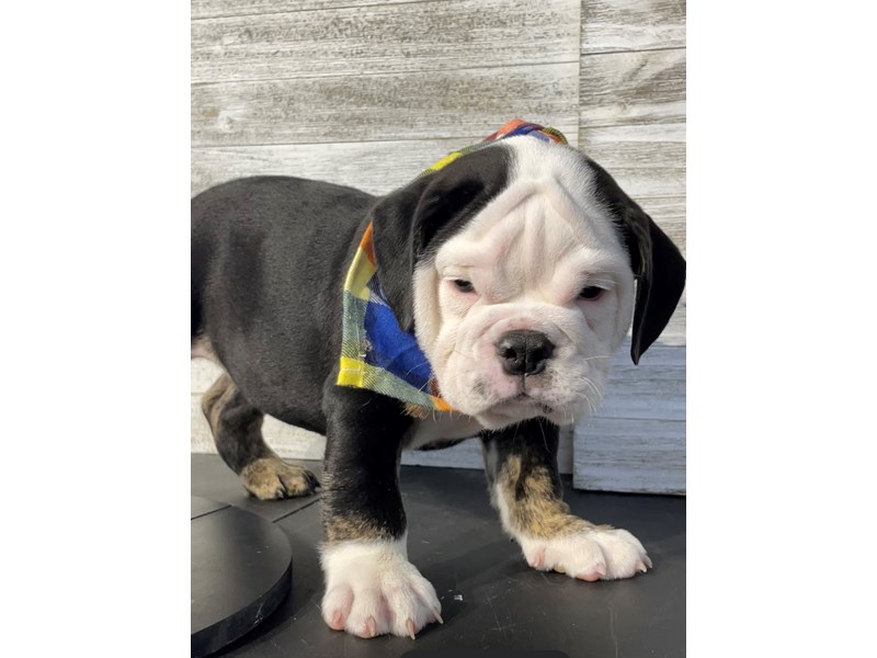 Bulldog - 5024 Image #1