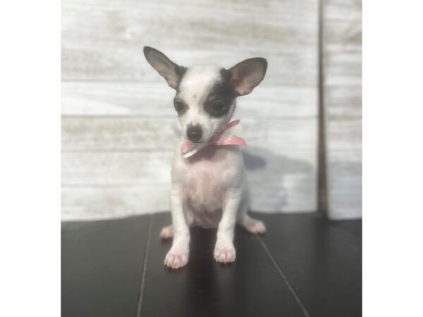 [#5037] White/Black Female Chihuahua Puppies for Sale