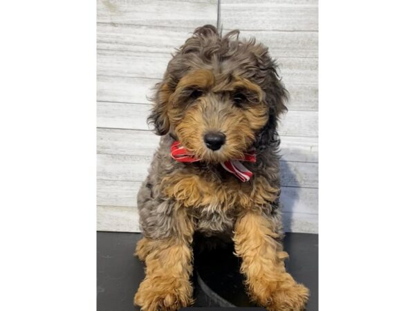 [#5028] GRY DPPL Male Bernadoodle Mini Puppies for Sale