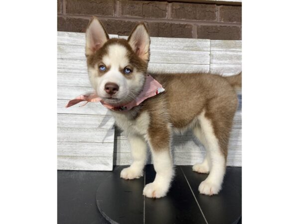 [#5040] Red / White Female Siberian Husky Puppies for Sale