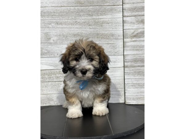 [#5047] Brown / Tan Male Aussiechon Puppies for Sale