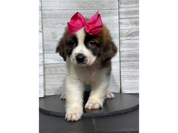 [#5050] sbl and wht Female Saint Bernard Puppies for Sale