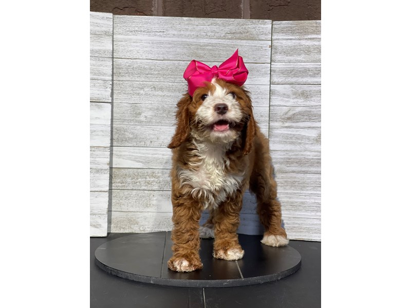 Irishdoodle Mini - 5054 Image #1