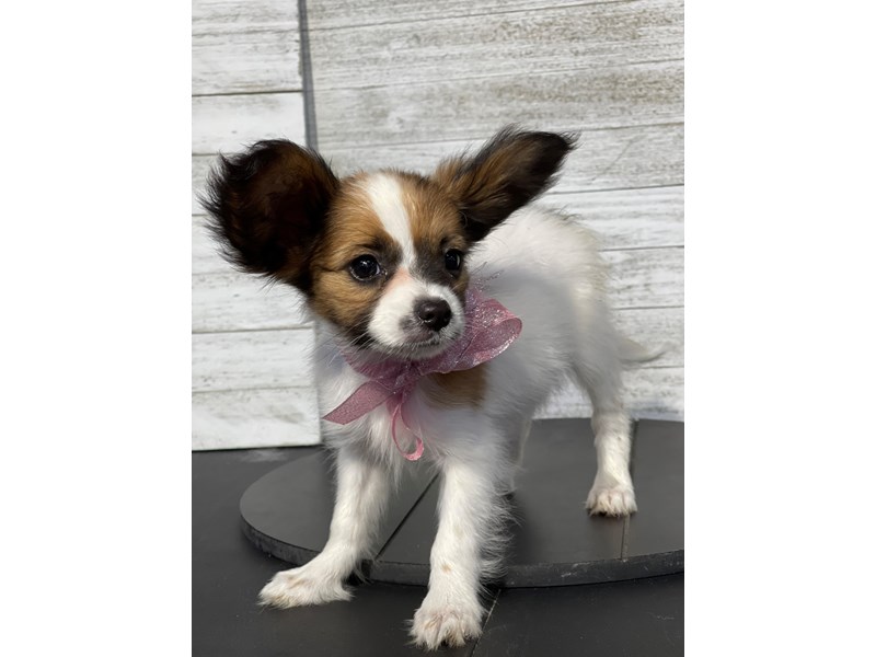 Papillon - 5051 Image #1