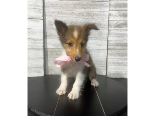 [#5065] Sable / White Female Shetland Sheepdog Puppies for Sale