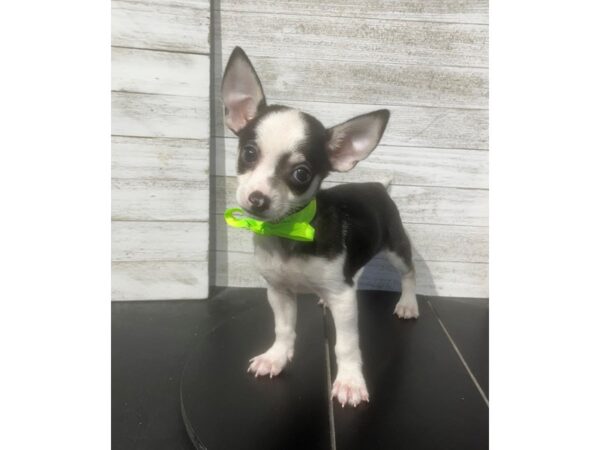 [#5061] Black / White Male Chihuahua Puppies for Sale