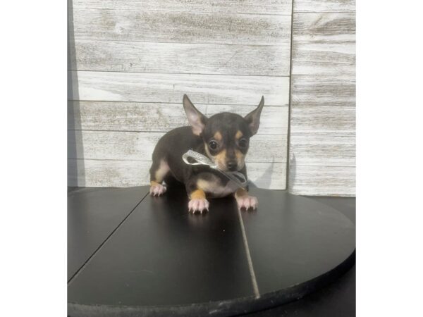 [#5063] Black / Tan Female Chihuahua Puppies for Sale