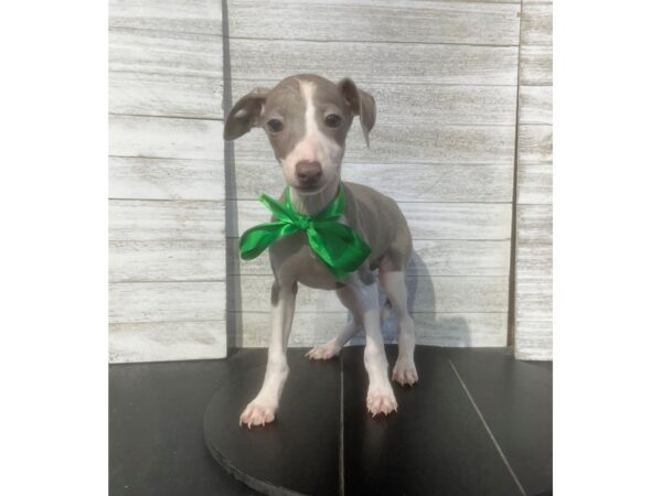[#5066] SL AND WHT Male Italian Greyhound Puppies for Sale