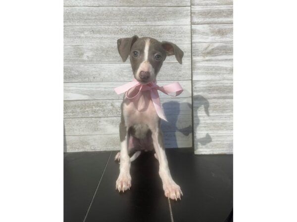 [#5068] SL AND WHT Female Italian Greyhound Puppies for Sale