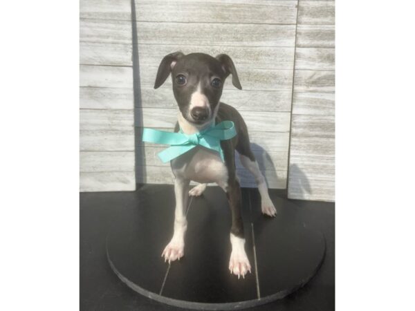 [#5067] BLK AND WHT Female Italian Greyhound Puppies for Sale