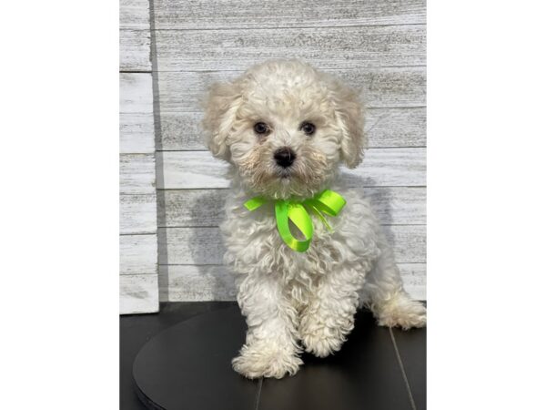 [#5070] White Male Doxichon Puppies for Sale