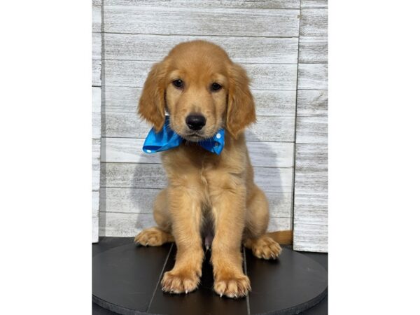 [#5071] Golden Male Golden Retriever Puppies for Sale