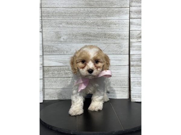[#5072] bheim Female Cavachon Puppies for Sale