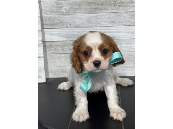 [#5075] BHEIM Male Cavalier King Charles Spaniel Puppies for Sale