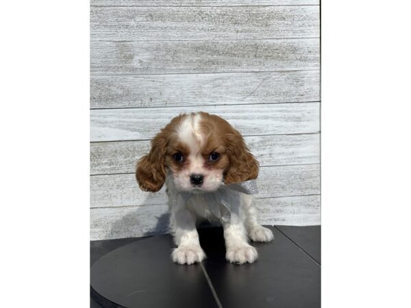 [#5074] BHIEM Female Cavalier King Charles Spaniel Puppies for Sale