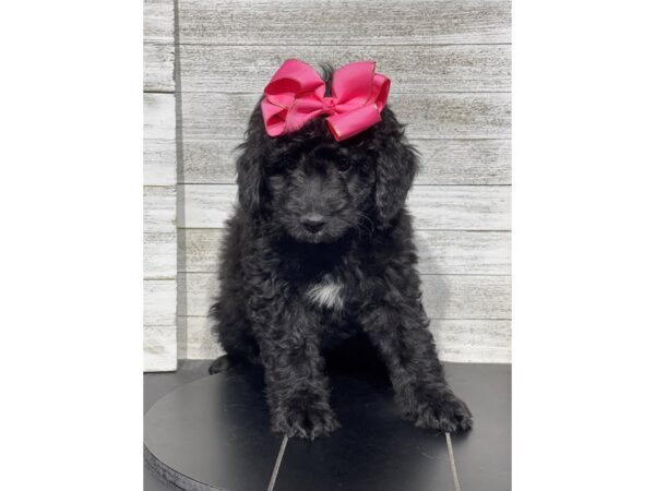 [#5077] BLK Female Aussiepoo Puppies for Sale