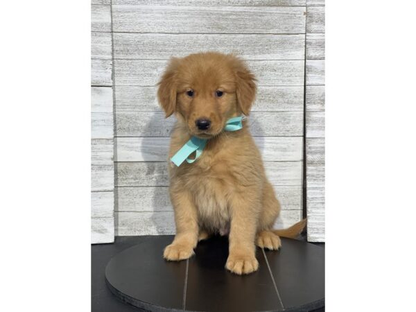 [#5079] Golden Male Golden Retriever Puppies for Sale