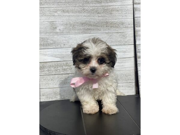 [#5083] Brindle / White Female Teddy Bear Puppies for Sale