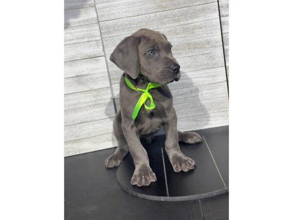 [#5078] Blue Male Great Dane Puppies for Sale