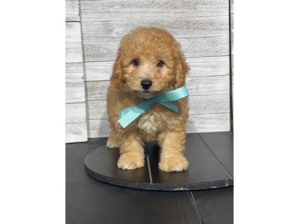 [#5085] Red Male Poochon Puppies for Sale