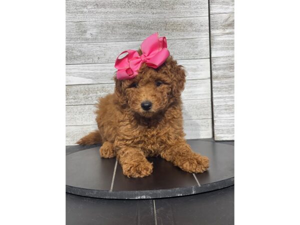 [#5088] Red Female Goldendoodle Mini 2nd Gen Puppies for Sale