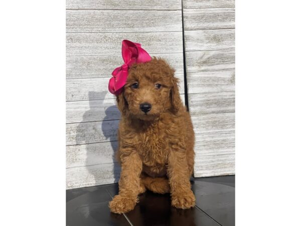 [#5087] Red Female Goldendoodle Mini 2nd Gen Puppies for Sale